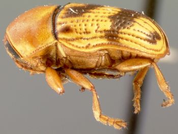 Media type: image; Entomology 8827   Aspect: habitus lateral view